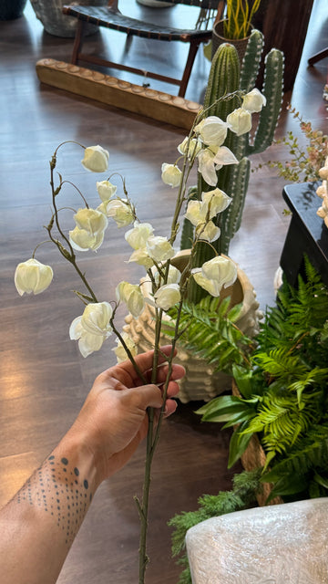 Enkianthus