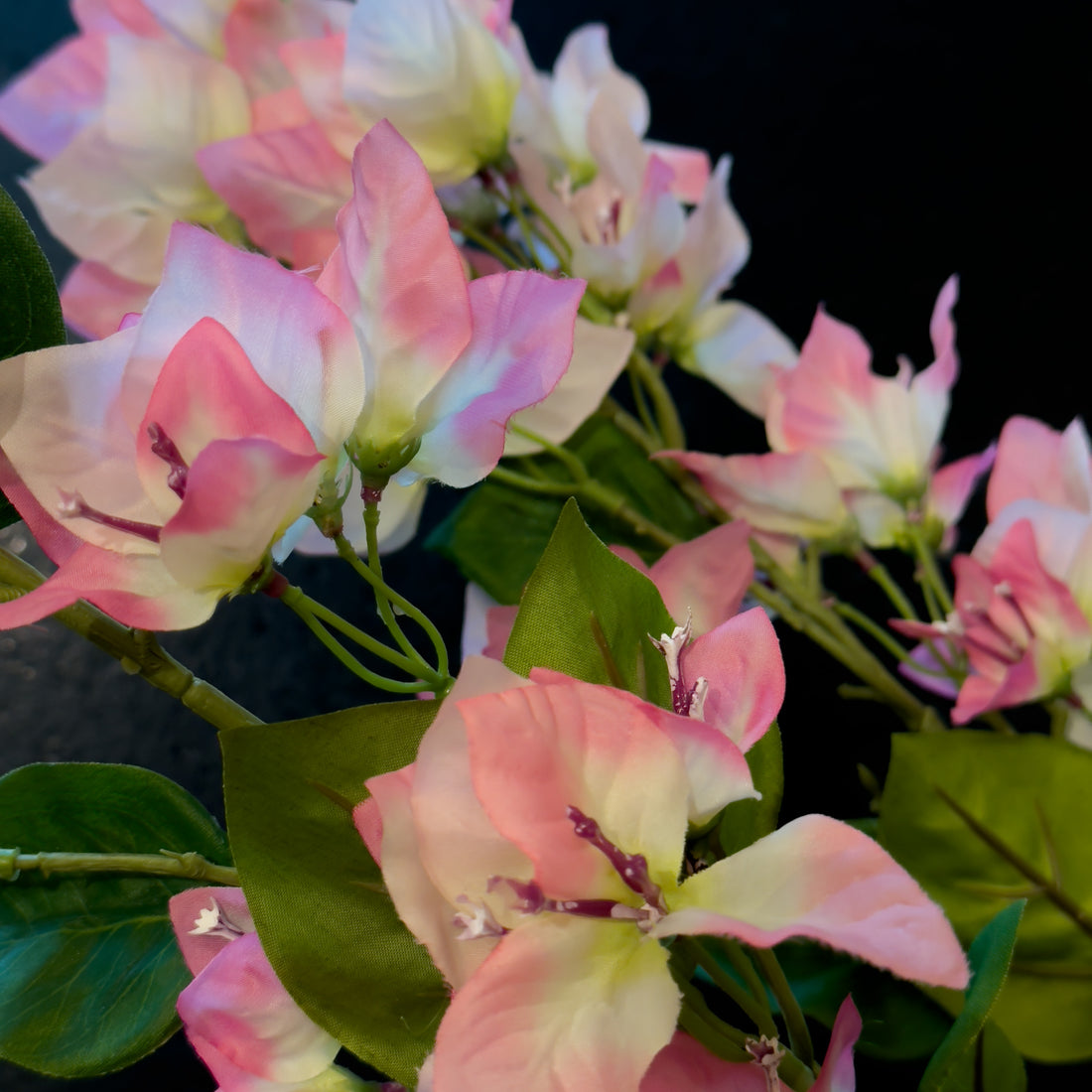 BUGANVILIA ROSA