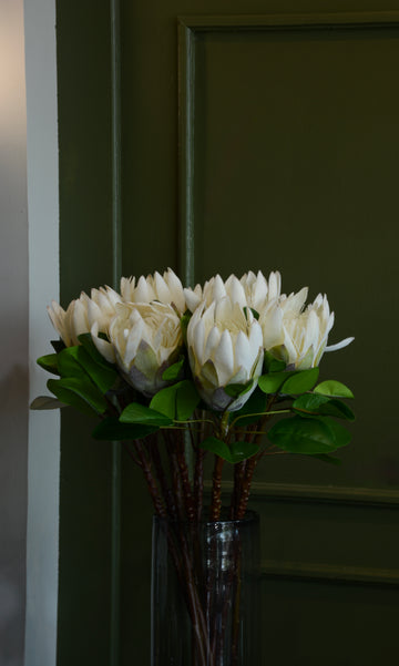 PROTEA REY BLANCA