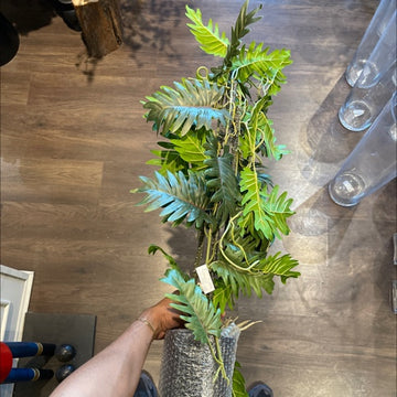 MACETA VERDE 31.5"