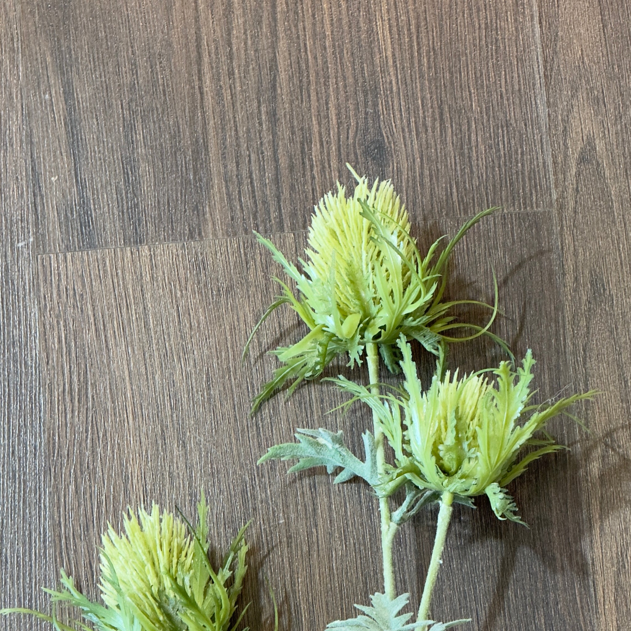 Vara pulsatilla