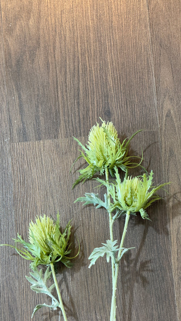 Vara pulsatilla