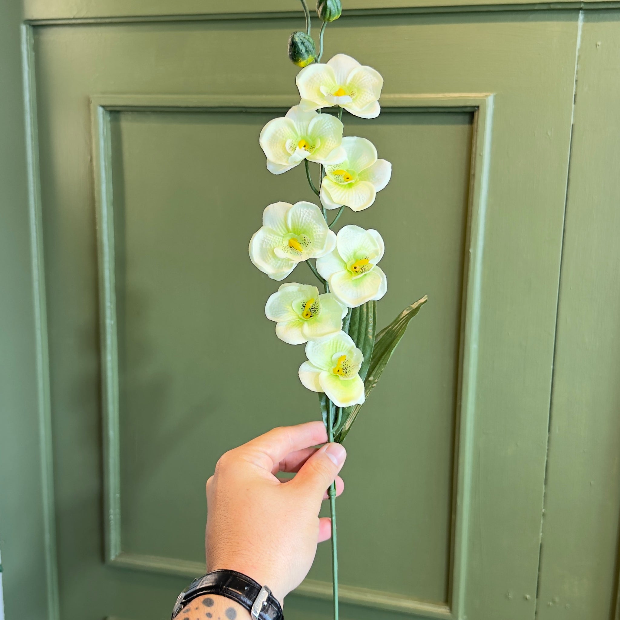 Mini orquídeas