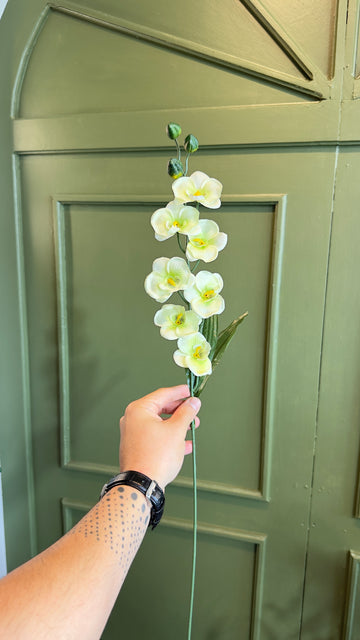 Mini orquídeas