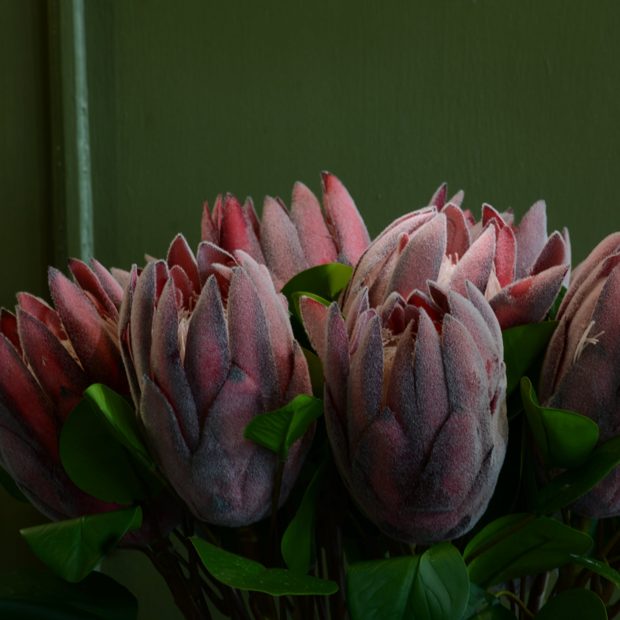 PROTEA REY ROJA
