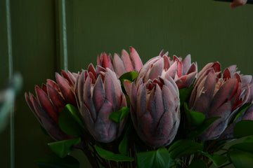 PROTEA REY ROJA