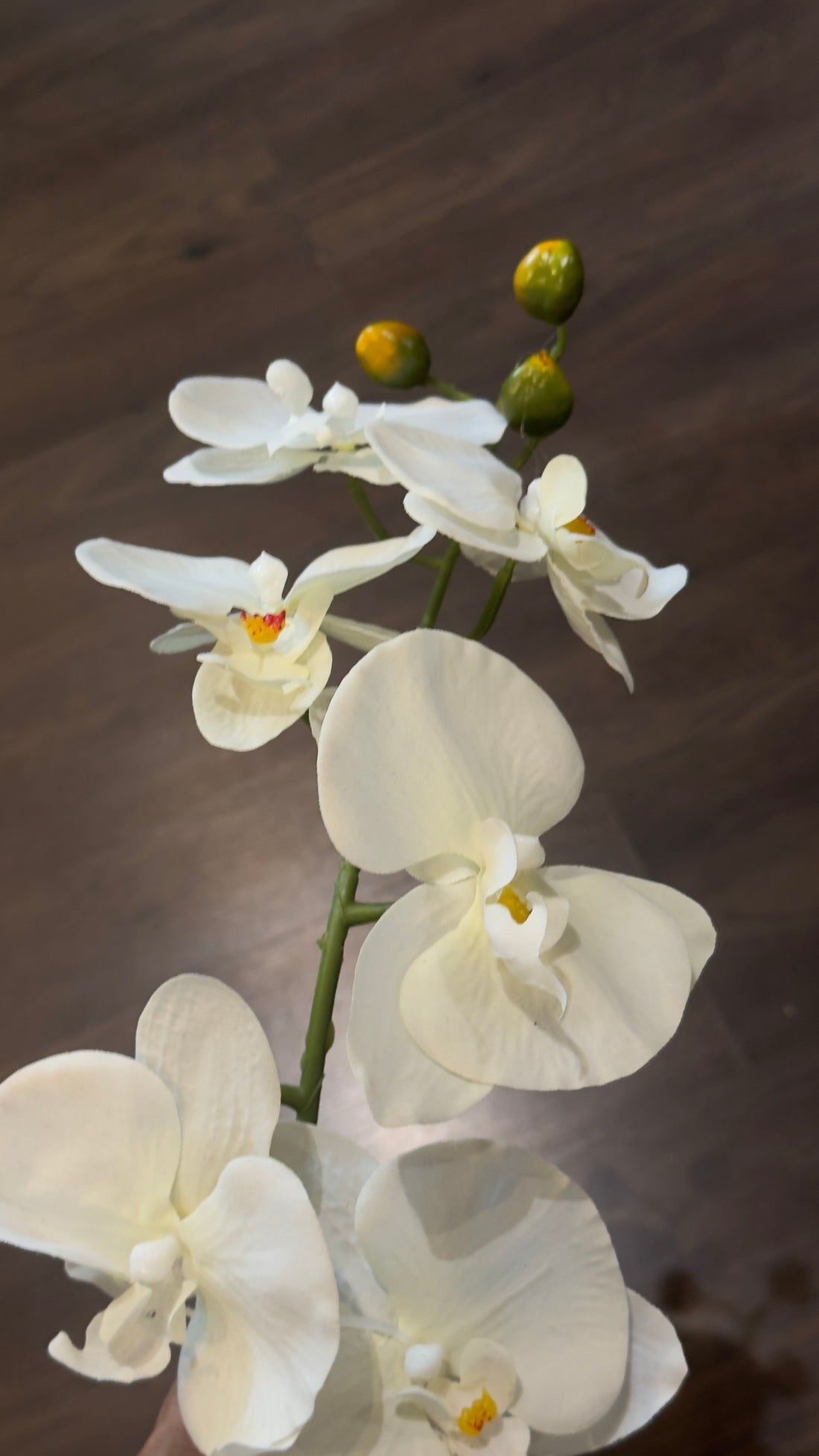VARA DE ORQUÍDEAS MEDIANA