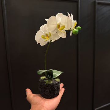 MACETA ORQUIDEA 3D CREMA VDE