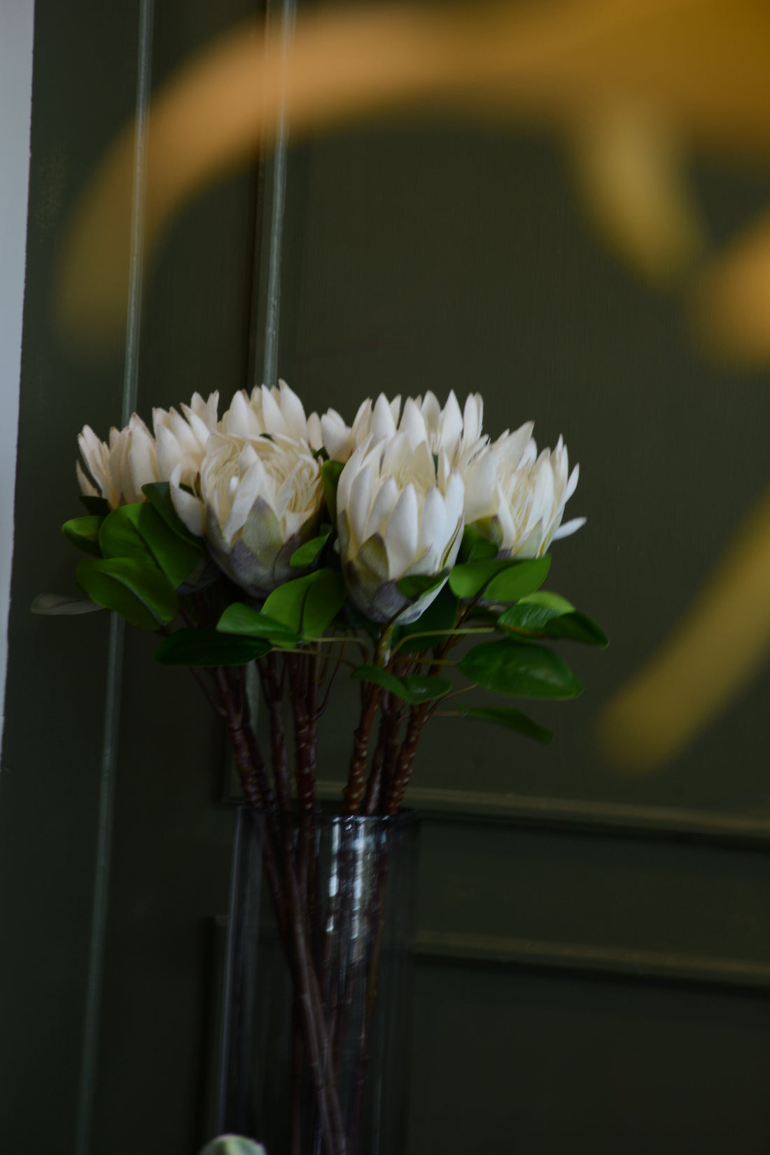 PROTEA REY BLANCA