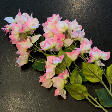 BUGANVILIA ROSA
