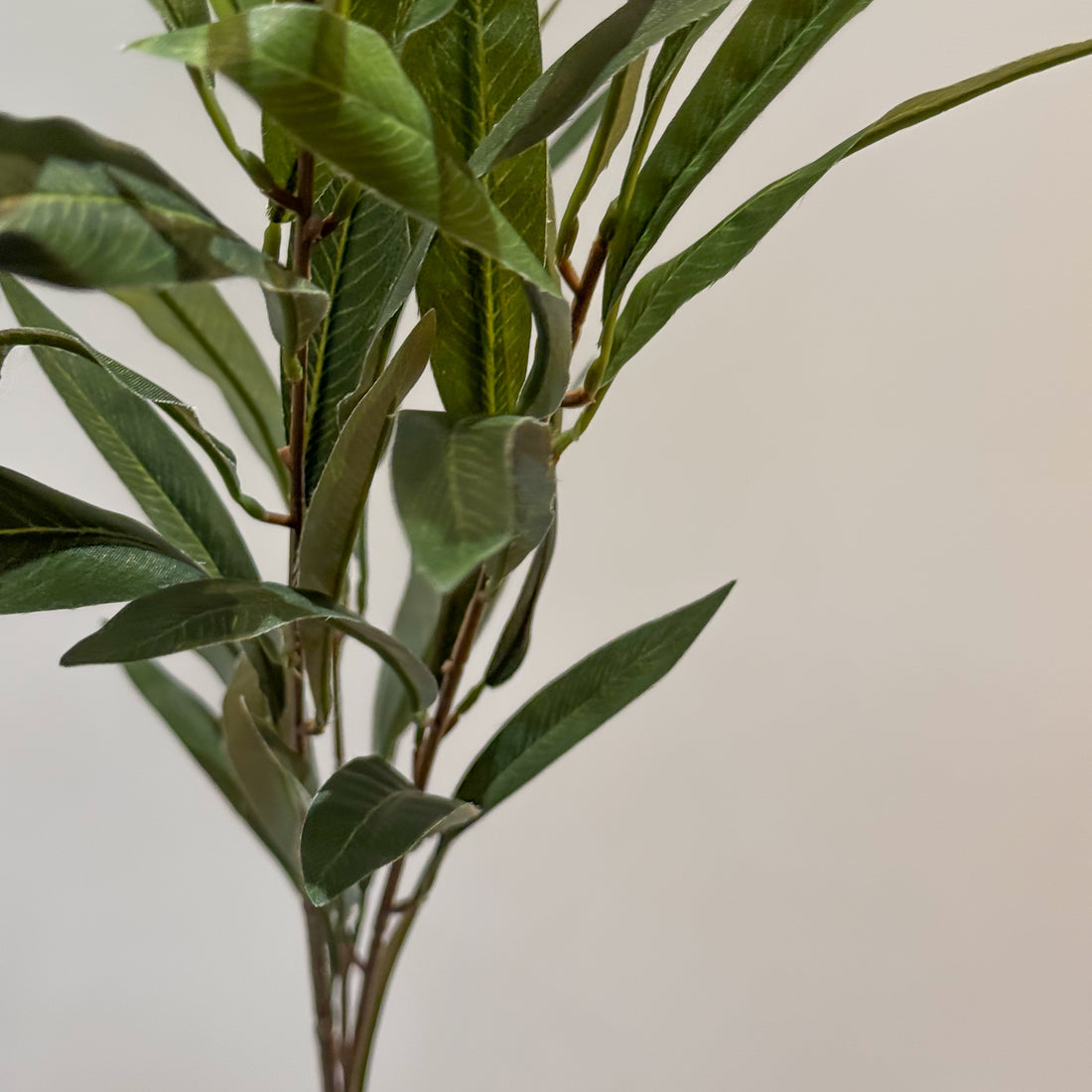 HOJA OLIVO VERDE