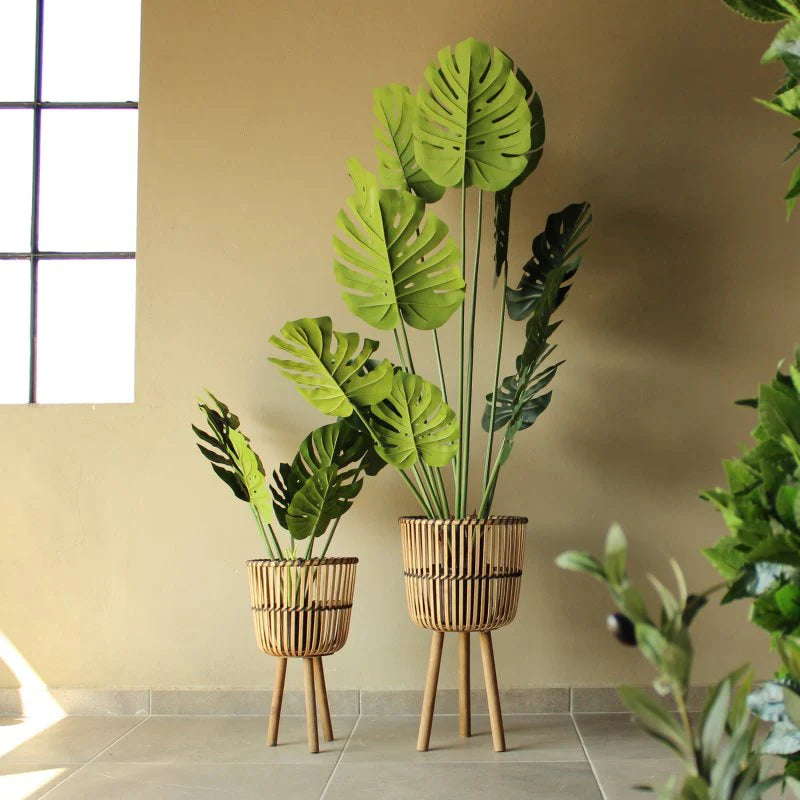 MONSTERA A100