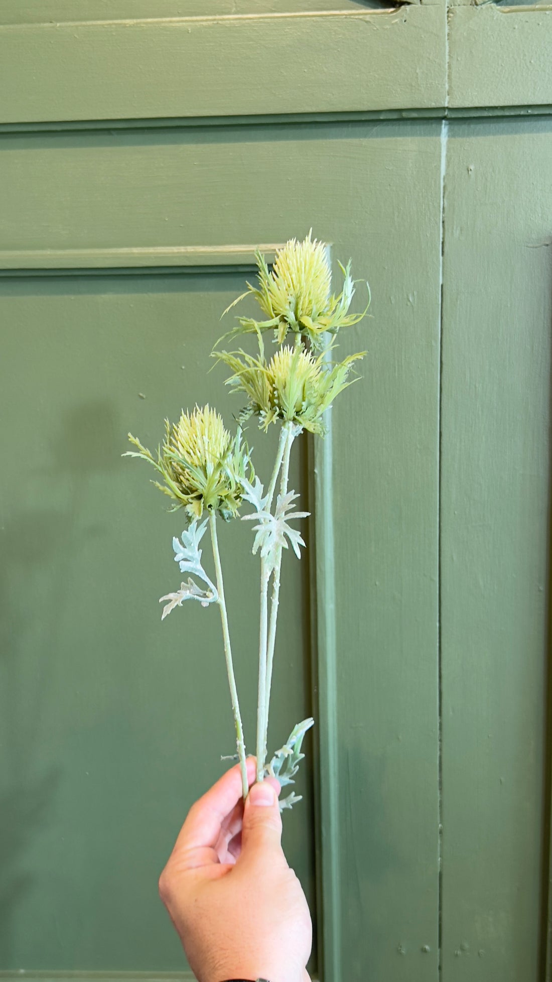 Vara pulsatilla