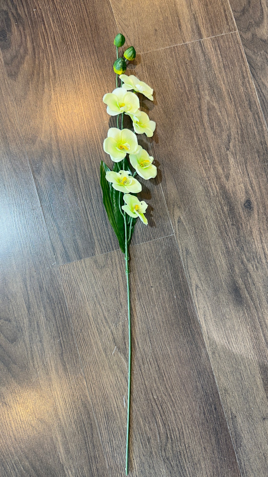 Mini orquídeas