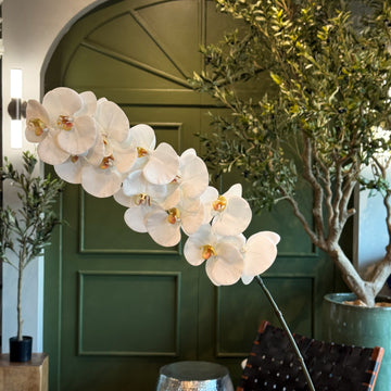 VARA DE ORQUIDEA BLANCO