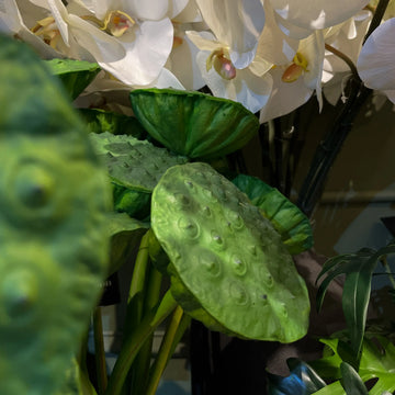 Vara de Nelumbo