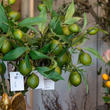 VARA DE LIMON VERDE