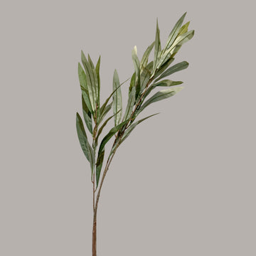 HOJA OLIVO VERDE