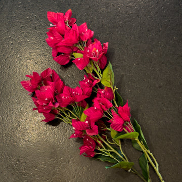 BUGANVILIA FUCSIA