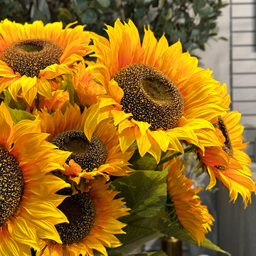 VARA DE GIRASOLES