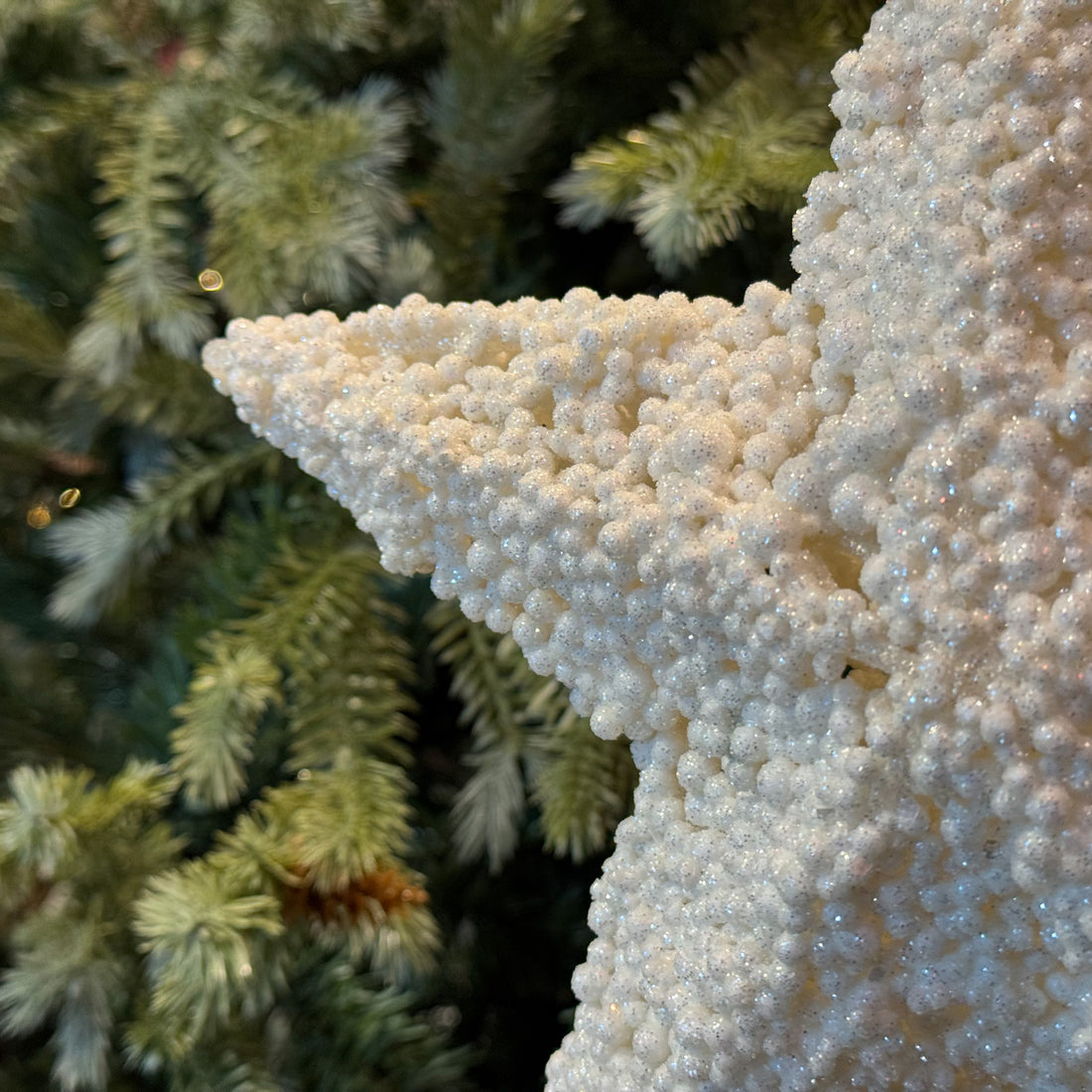 FIG. DE ESTRELLA BLANCO