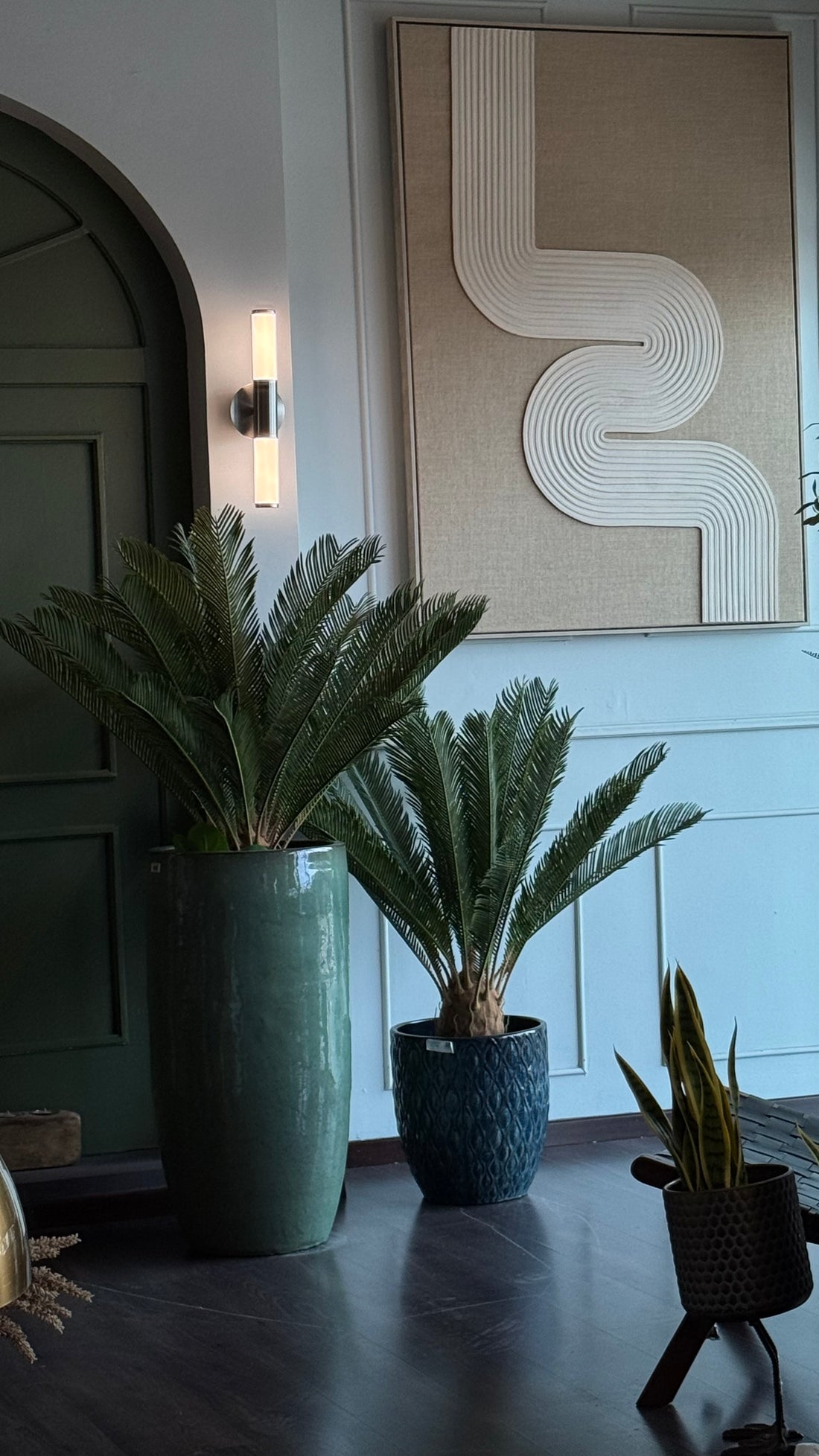 PALMA CYCAS
