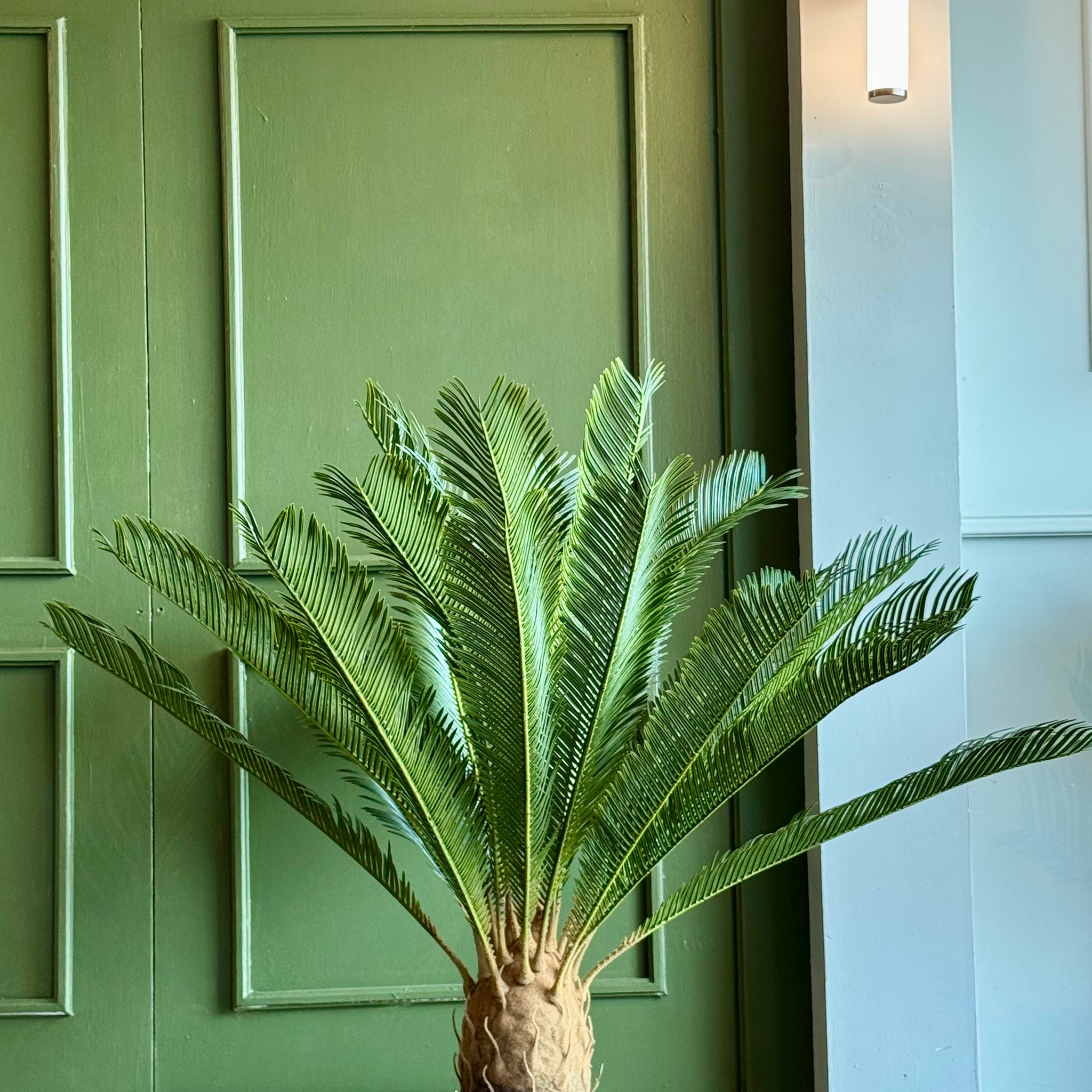 PALMA CYCAS