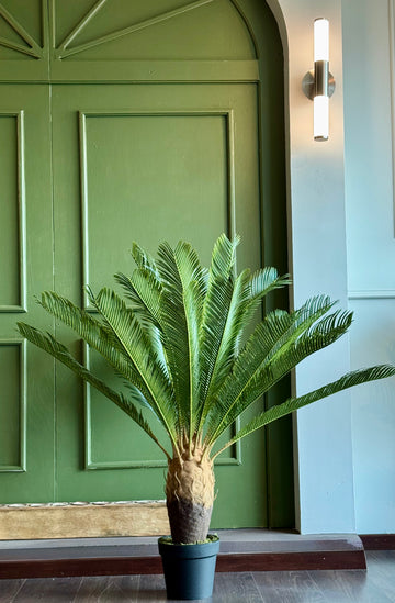 PALMA CYCAS