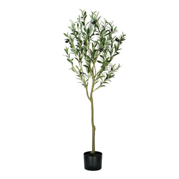 ARBOL DE OLIVO A120