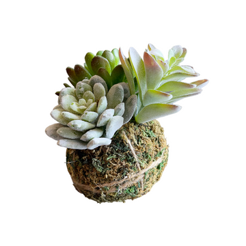 ESFERA CON SUCULENTA VERDE