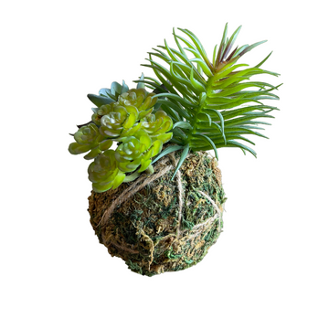 ESFERA CON SUCULENTA SURT