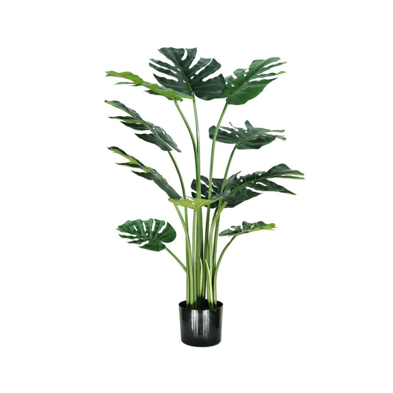 MONSTERA A100