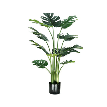 MONSTERA A100